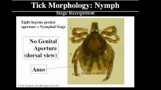 Tick Identification with Dr. Glen Needham