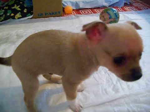 Video: Chihuahua Yavrusu Yeni Evinde Ilk Gün