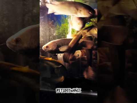 Monster fish keeping