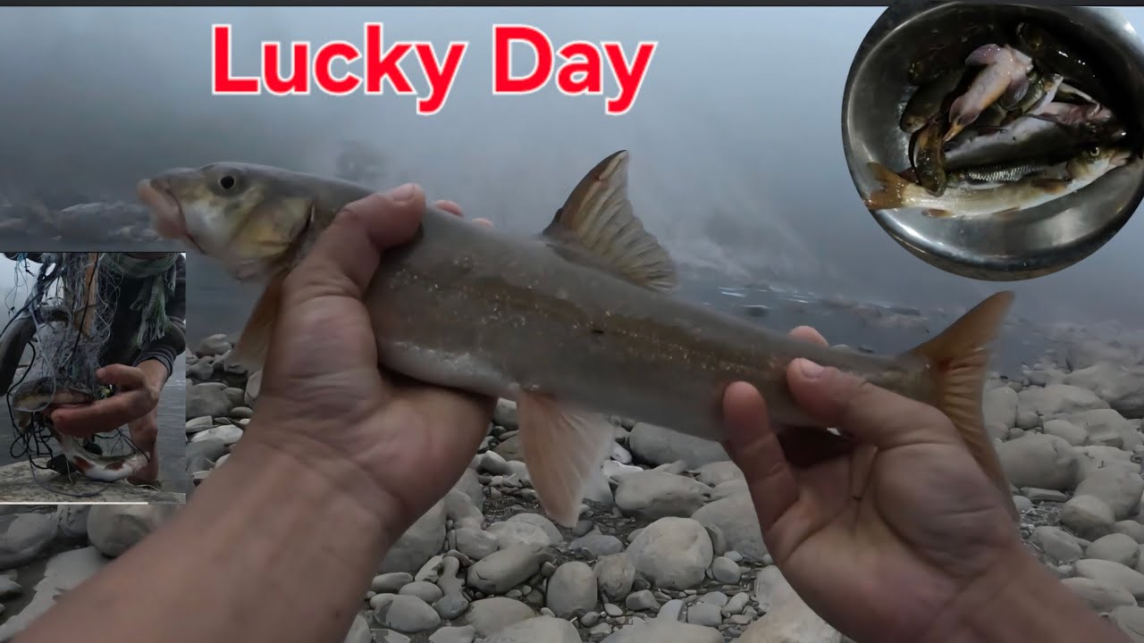Удачный улов в Могучей реке рано утром // Свежая рыба // @gojingpame