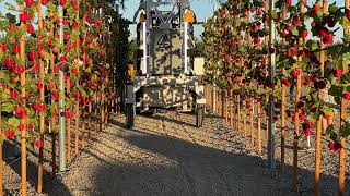 Advanced Farm apple picking robot