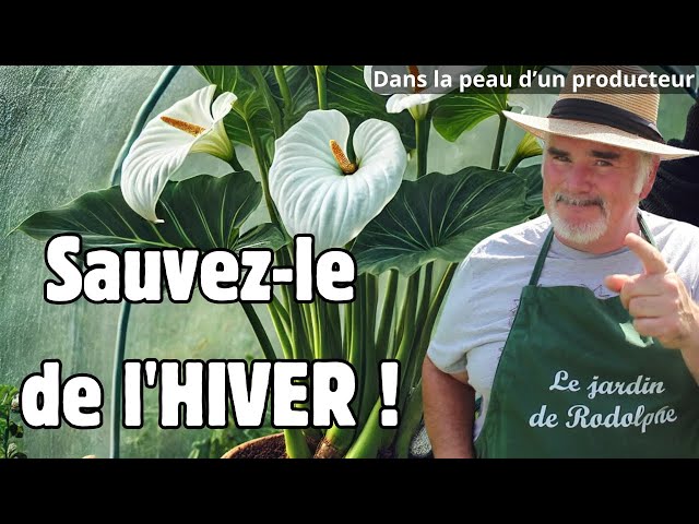 Arum : l&rsquo;élégance naturelle pour sublimer vos massifs de jardin