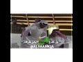 جعله امحق جيره و امحق صداقه
