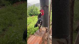 Maria não vende o galo #solidariedade #itapage