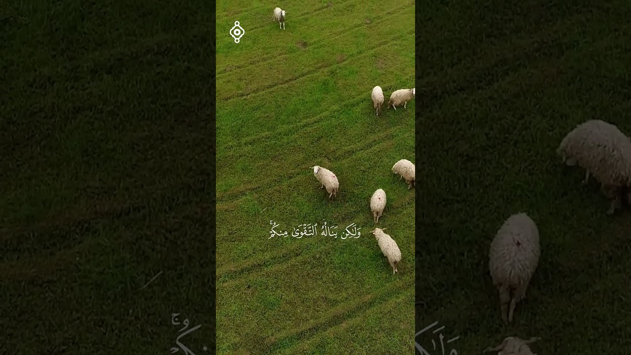 ما تيسر من سورة الحج للشيخ سعد الغامدي