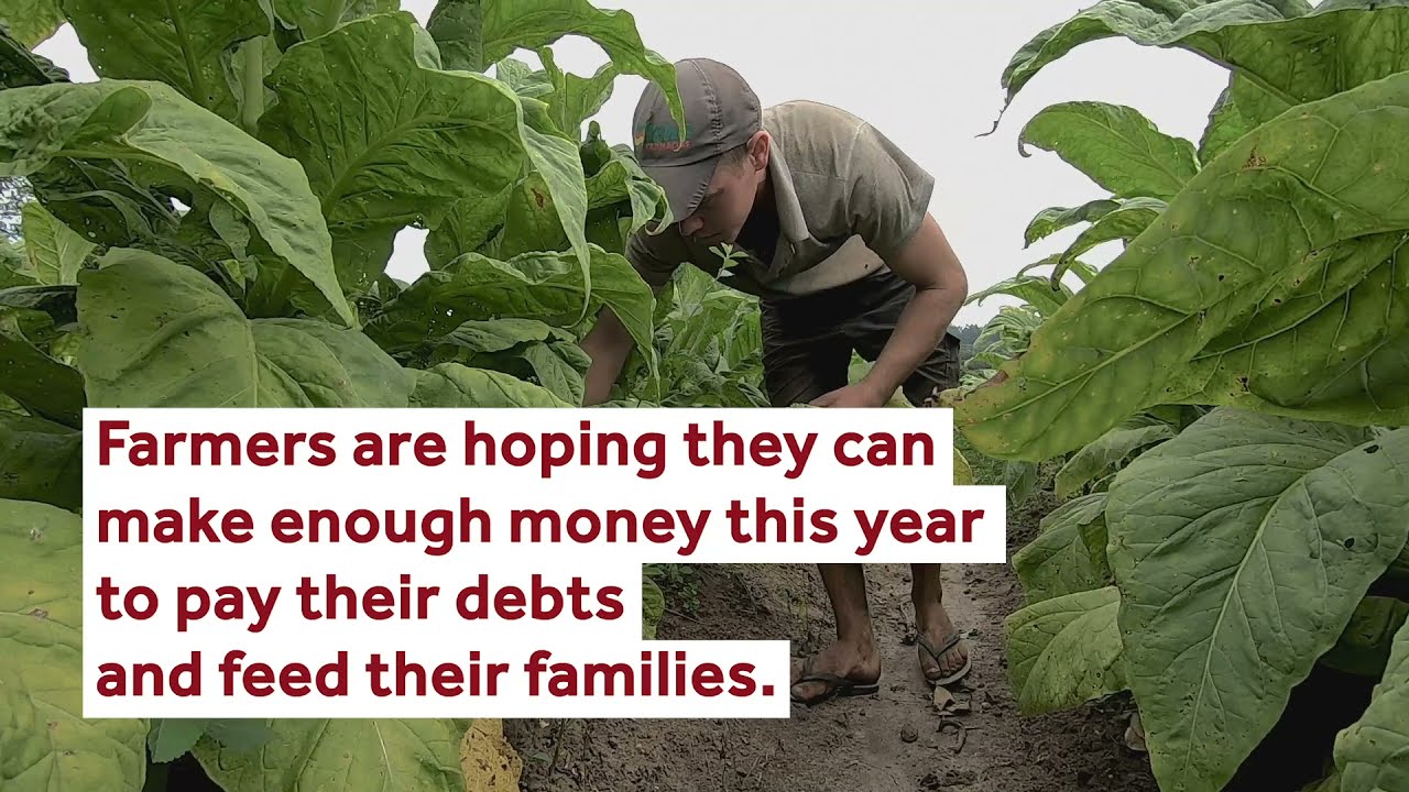 how much money do tobacco farmers make to Grow The Last Tobacco Farms of