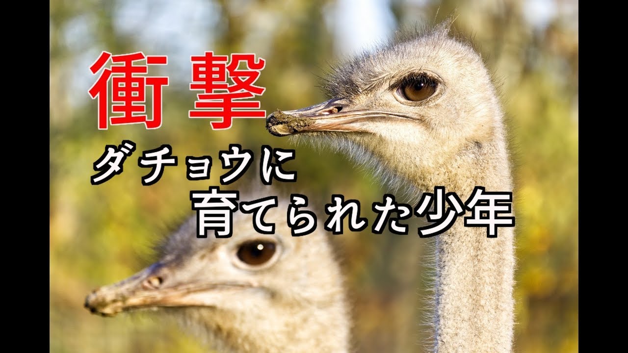 衝撃 ダチョウに育てられた少年 実話 Youtube