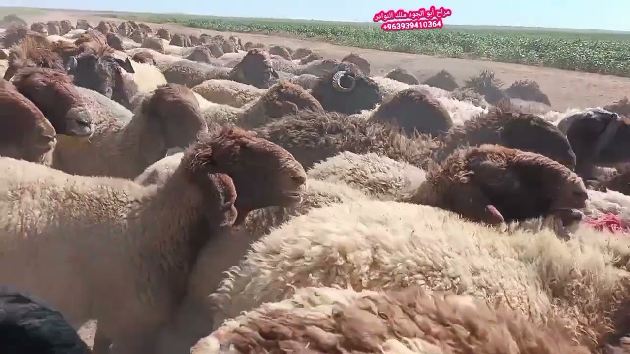 ٢٦ سبتمبر ٢٠٢٥