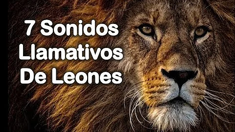 ¿Cómo es el sonido de los leones?