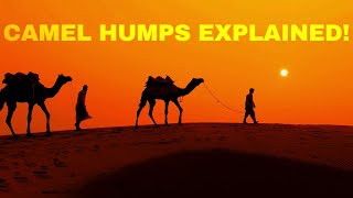 How Camels Survive the Desert!