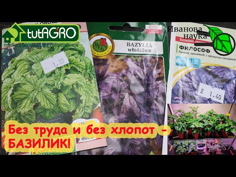 СЕЙТЕ БАЗИЛИК ПРАВИЛЬНО! СЕЙТЕ ЕГО МНОГО! БЕЗ ЗАМОРОЧЕК, НО С ОДНИМ ЛАЙФХАКОМ! ПРОВЕРЕНО ГОДАМИ!