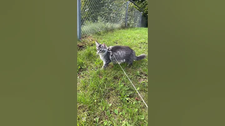 Video 11682991: cute maine coon kitten