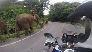 Elephants on Hwy 1269 en route to Pai by Tony T 122 views 4 years ago 39 seconds