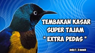 🔴 Suara burung kecil untuk masteran murai batu