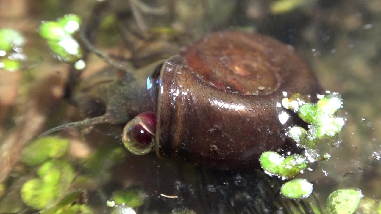 Wild Ramshorn Snails close views of breathing with lunglike organ YouTube