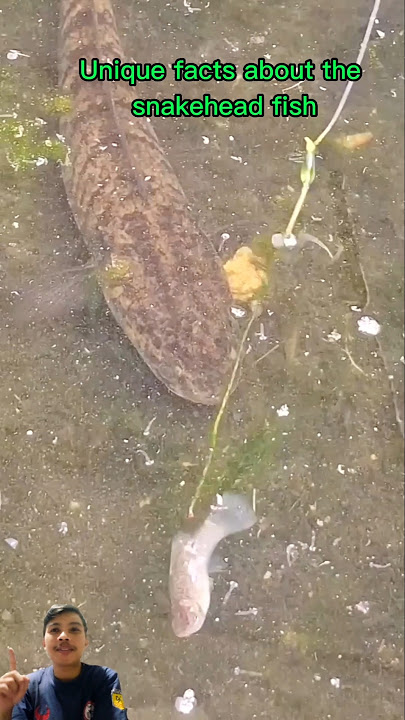 Unique facts about the snakehead fish #shorts #unique facts #fishing mania #fish