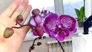 жрут орхидею / ожидаемый форс мажор с орхидеей / внекорневая обработка орхидей от вредителей