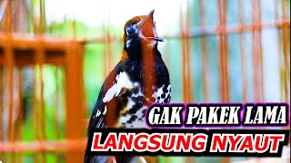 ANIS KEMBANG NGEPLONG GACOR, PUTAR SESAAT DAN LIHAT REPON ANIS KEMBANG ANDA