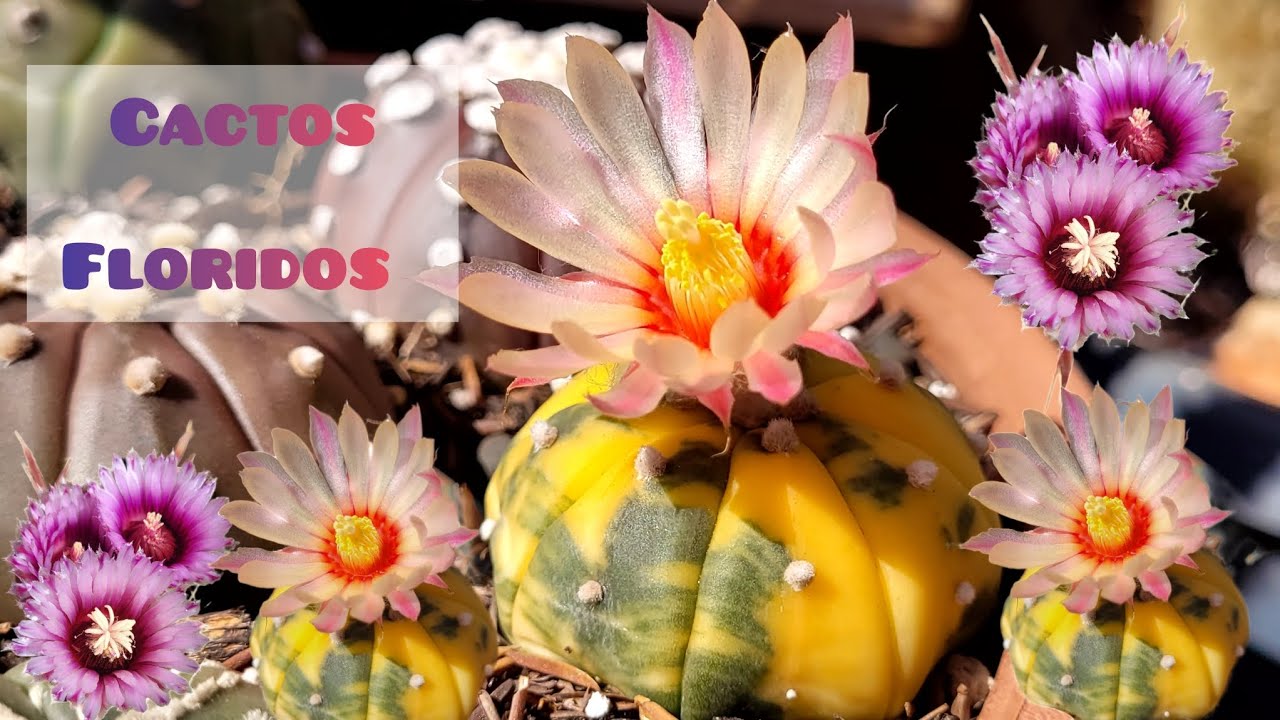 FLORAÇÃO DOS MEUS CACTOS 