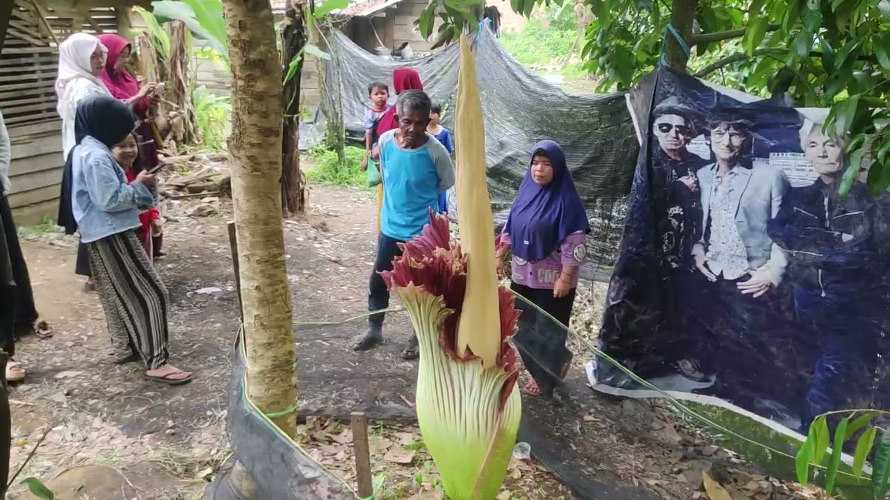 ,, bunga raksasa, tumbuh di blakang rumah warga, di jorong 3,blai Nagari lubuk btingkok pykumbuh, 