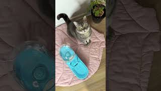 У Бэнни появился новый фонтан поилка для кошек