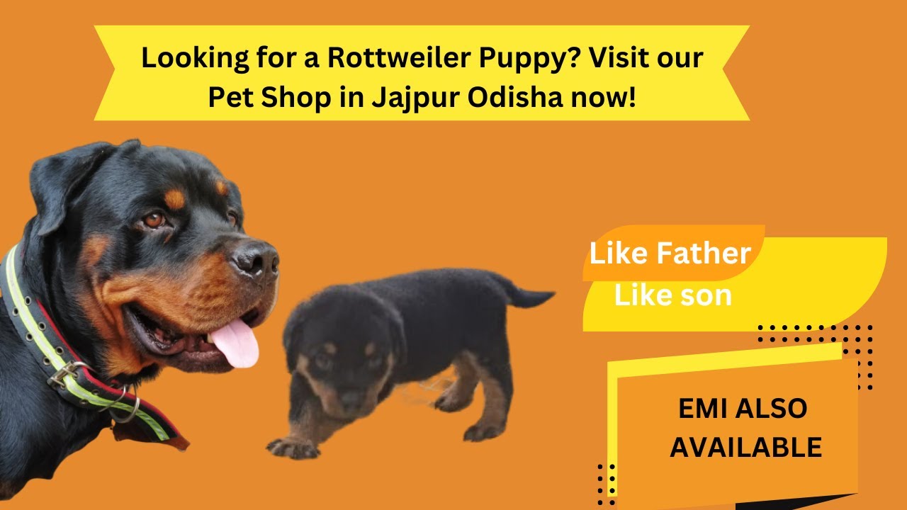 meet-the-fearless-rottweiler-puppy-in-jajpur-best-guard-dog-ever