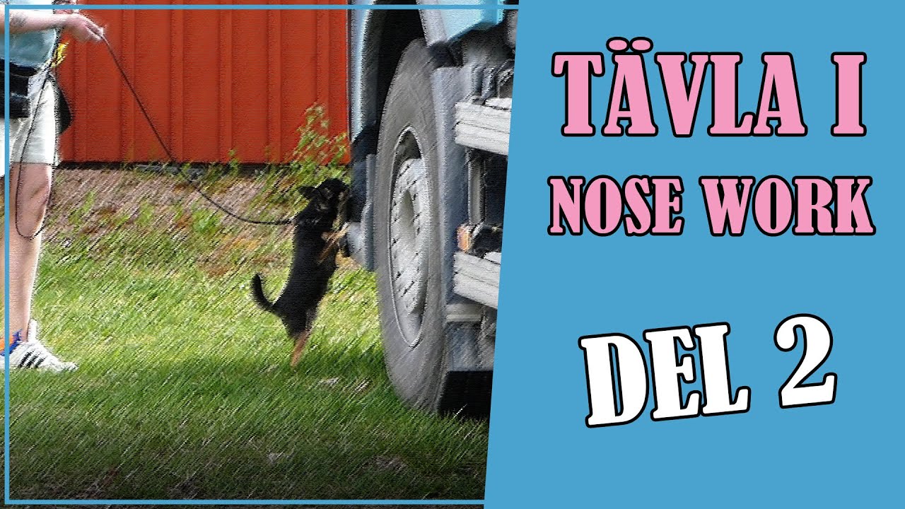 TÄVLA I NOSE WORK - DEL 2