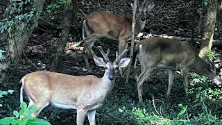 #northcarolina #usa #deerwatching #naturephotography #bts #animalplanet #birdchirping #animalcross