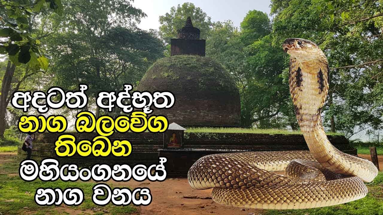 අදටත් අද්භූත නාග බලවේග තිබෙන මහියංගනයේ නාග වනය - The Mystic Nagadeepa at Mahiyanganaya