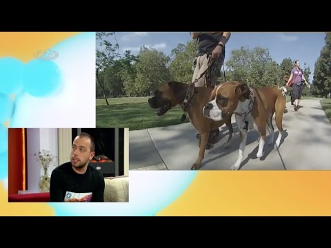 ძაღლების გასეირნება | რა მომსახურებას გვთავაზობს ,,იღბლიანი თათი\"