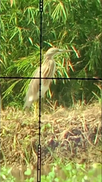 blekok sawah #fypシ #viral #shortvideo #fyp #short #burungindonesia