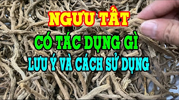 Cây ngưu tất có tác dụng gì - Cây ngưu tất chữa bệnh gì - Cách sử dụng ngưu tất