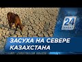 Засуха надвигается на северные регионы Казахстана