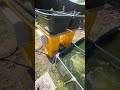 錦鯉の稚魚と飼育設備 #koi