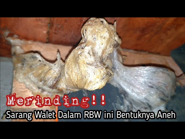 BENTUK SARANG WALET DALAM RBW INI ANEH - EDISI PANEN SARANG WALET RBW 4 TAHUN class=