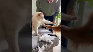Cat Caught Blaming Dog Again 😳 | You Won’t Believe What Happened Next!”  #funny  #memes  #animals