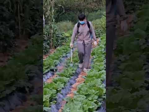 <strong>청년농부</strong> 한태웅 외갓 댁 배추 약을주며 요즘 배추 무수 잘 보셔야 합니다.!!!