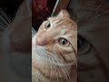 Memories down the years #cat #ginger #sleepycat #happycats #gingercatadventures #catsofyoutube