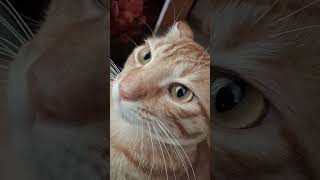 Memories down the years #cat #ginger #sleepycat #happycats #gingercatadventures #catsofyoutube
