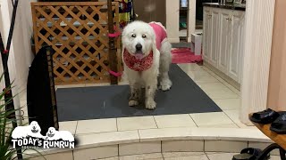 おとなしく待ってたアランと泥足で待っていたルンルン　Great Pyrenees　グレートピレニーズ
