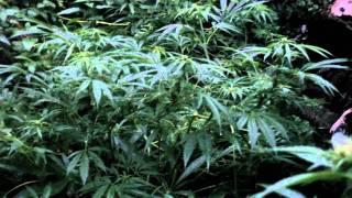 early sativa flowering 1
