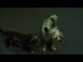 Lange speelfilm starring Chico!