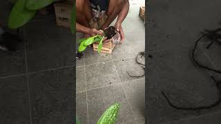 Begini caranya oper anggrek dari soft pot ke pot kayu