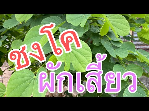 วีดีโอ: ต้นไม้มีชื่อวิทยาศาสตร์ว่าอะไร?