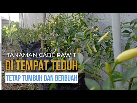 Video: Herbal Pedas Untuk Area Teduh. Apa Yang Tumbuh Di Tempat Teduh? Foto