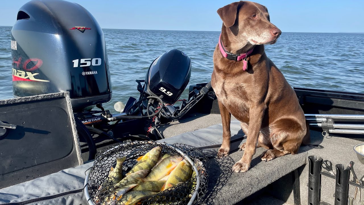 JUMBO PERCH on Green Bay! 10-2-25