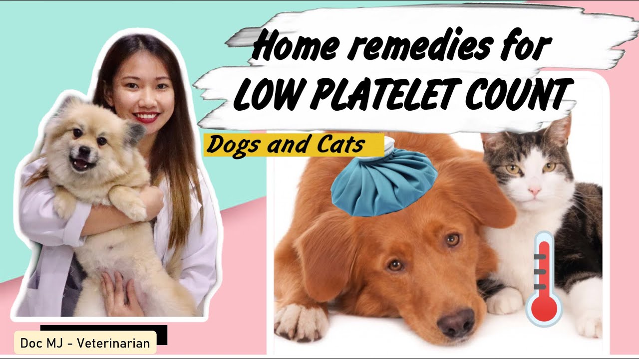 Low Platelet Count In Dogs And Cats || Home Remedies