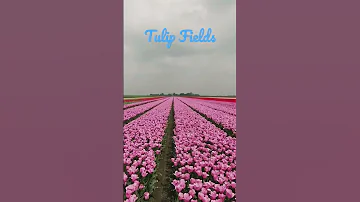 beautiful dutch tulip fields #holland #netherlands #tulip #tulips