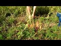 Копалка моркови для трактора. digging carrots