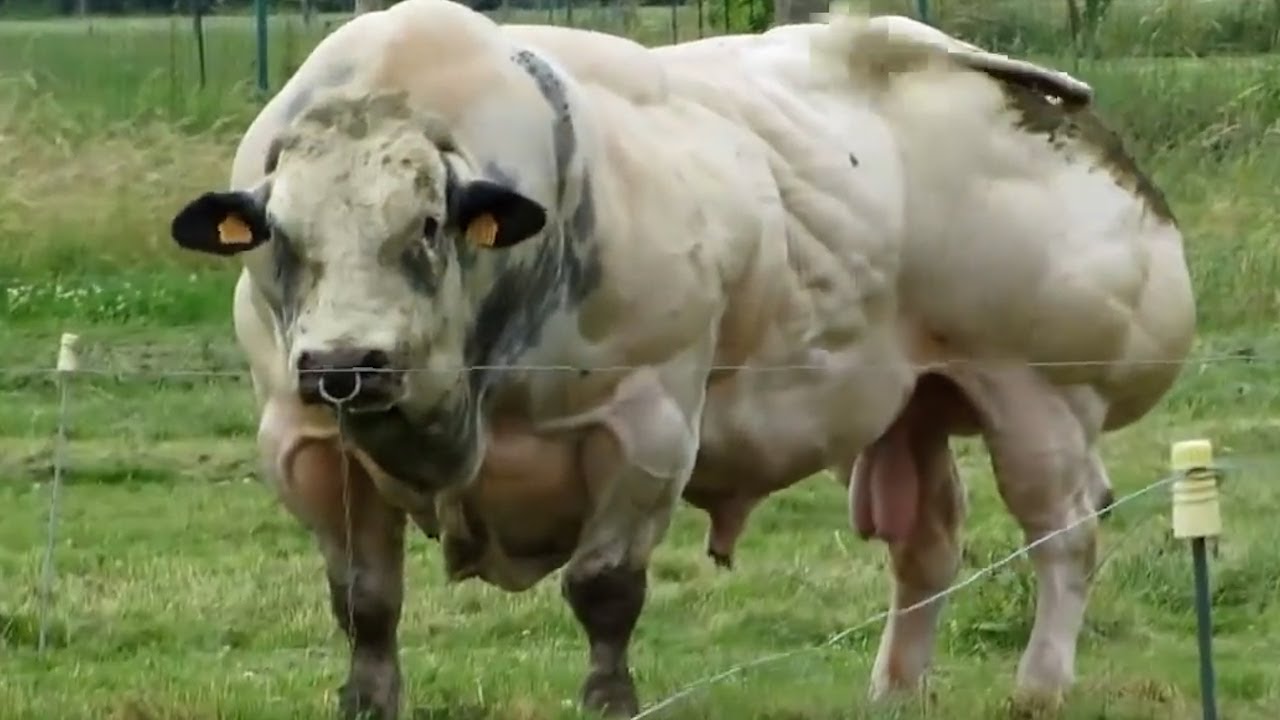 Le 7 Razze Di Tori Più Grandi e Impressionanti Del Mondo YouTube Le 7 Razze Di Tori Più Grandi e Impressionanti Del Mondo YouTube